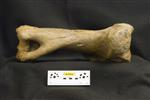 Giant bison (Humerus (Right) - Posterior)