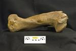 Giant bison (Humerus (Right) - Lateral)