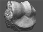 Giant Ice Age Bison (Distal Carpal 1 -Trapezium (Left) - Overview)