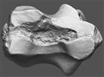 Giant Ice Age Bison (Carpal Intermedium - Lunate (Left) - Overview)