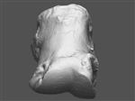 Giant Ice Age Bison (Phalanx Proximal (Manus) (Left) - Overview)