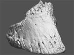 Giant Ice Age Bison (Phalanx Distal (Manus) (Left) - Overview)