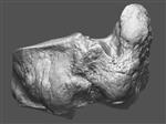 Giant Ice Age Bison (Tarsal Centrale and 4th Distal Tarsal: Navicular C (Left) - Overview)