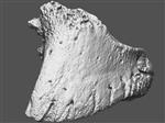 Giant Ice Age Bison (Phalanx Distal (Pes) (Right) - Overview)