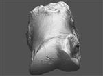Giant Ice Age Bison (Proximal Lateral Phalanx (Pes) (Right) - Overview)