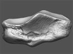 Giant Ice Age Bison (Sesamoid 4 (Appendicular) - Overview)