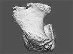 Giant Ice Age Bison (Caudal Vertebrae 1 (Axial) - Overview)