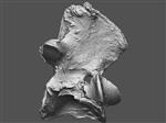 Giant bison (Cervical Vertebrae 1 - Atlas (Axial) - Overview)