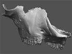 Giant bison (Cranium (Miscellaneous) - Overview)