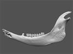 Giant bison (Mandible Right (Axial) - Overview)