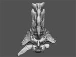 Giant Ice Age Bison (Sacrum (Axial) - Overview)