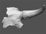 Steppe bison (Cranium (Miscellaneous) - Overview)