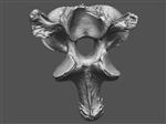 Giant Ice Age Bison (Cervical Vertebrae 2 - Axis (Axial) - Overview)