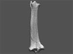 Giant bison (Tibia (Left) - Overview)