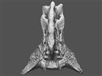 Giant bison (Sacrum (Miscellaneous) - Overview)