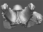 Giant bison (Cervical Vertebrae 5 (Miscellaneous) - Overview)