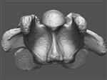 Giant Ice Age Bison (Cervical Vertebrae 5 (Axial) - Overview)