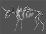 Giant Ice Age Bison (Skeleton (Axial) - Overview)