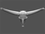 Giant Ice Age Bison (Cranium (Axial) - Overview)