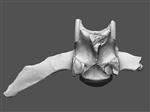 Giant bison (Lumbar Vertebra F-VERT (Axial) - Overview)