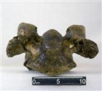 Giant Bison (Cervical Vertebrae 7 (Axial) - Ventral)