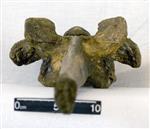 Giant Bison (Cervical Vertebrae 7 (Axial) - Dorsal)