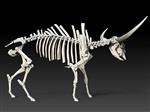 Giant Ice Age Bison (Skeleton (Axial) - Right)