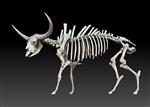 Giant Ice Age Bison (Skeleton (Axial) - Left)