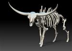 Giant Ice Age Bison (Skeleton (Axial) - Front)
