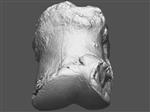 Giant Ice Age Bison (Proximal Lateral Phalanx (Manus) (Right) - Overview)