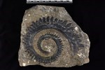 Helicoprion (IMNH 49006/11905 - Medial)