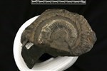 Helicoprion (IMNH 2/11906 - Medial)