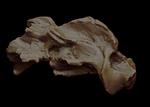 Hagerman Horse (Cervical Vertebrae 2 - Axis (Axial) - Overview)