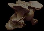 Hagerman Horse (Cervical Vertebrae 7 (Axial) - Overview)