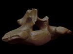 Hagerman Horse (Lumbar Vertebrae 5 (Axial) - Overview)