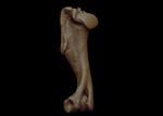 Hagerman Horse (Humerus (Right) - Overview)