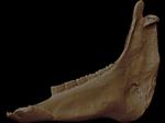 Hagerman Horse (Mandible Right (Axial) - Overview)