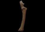 Hagerman Horse (Ulna (Right) - Overview)