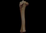 Hagerman Horse (Tibia (Left) - Overview)