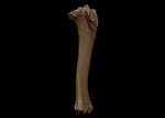 Hagerman Horse (Tibia (Right) - Overview)