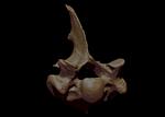 Hagerman Horse (Thoracic Vertebrae 1 (Axial) - Overview)