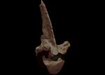 Hagerman Horse (Thoracic Vertebrae 15 (Axial) - Overview)