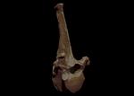 Hagerman Horse (Thoracic Vertebrae 16 (Axial) - Overview)
