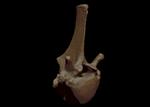 Hagerman Horse (Thoracic Vertebrae 17 (Axial) - Overview)